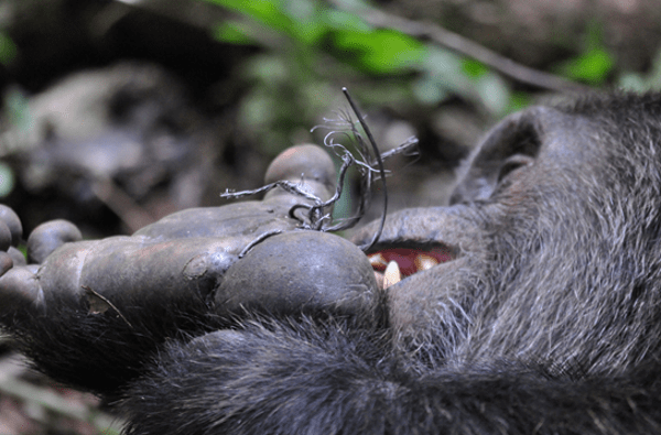 Schimpansenmann Lanjo versucht, die Drahtschlinge an seinem aufgeschwollenen Fuss mit den Zähnen zu entfernen (Foto: Erik Scully)