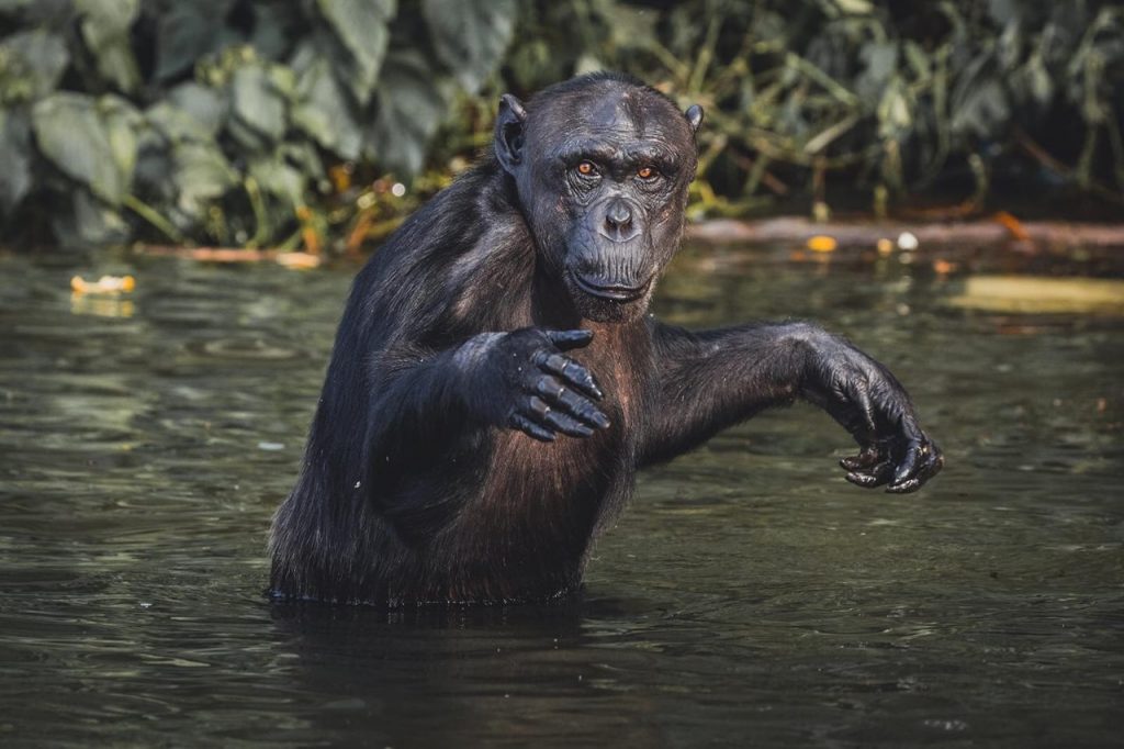 Schimpanse Ngamba Island in Not JGI Schweiz