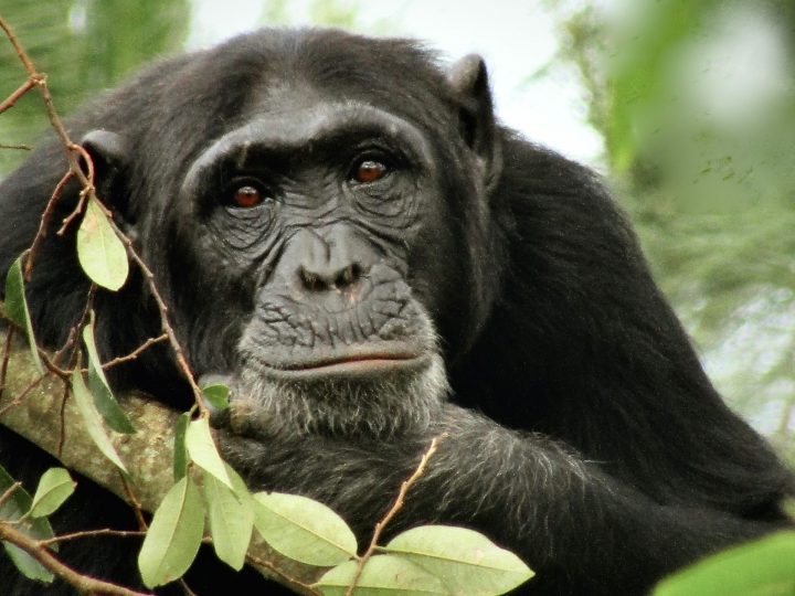 Sprechen Sie Schimpansisch?