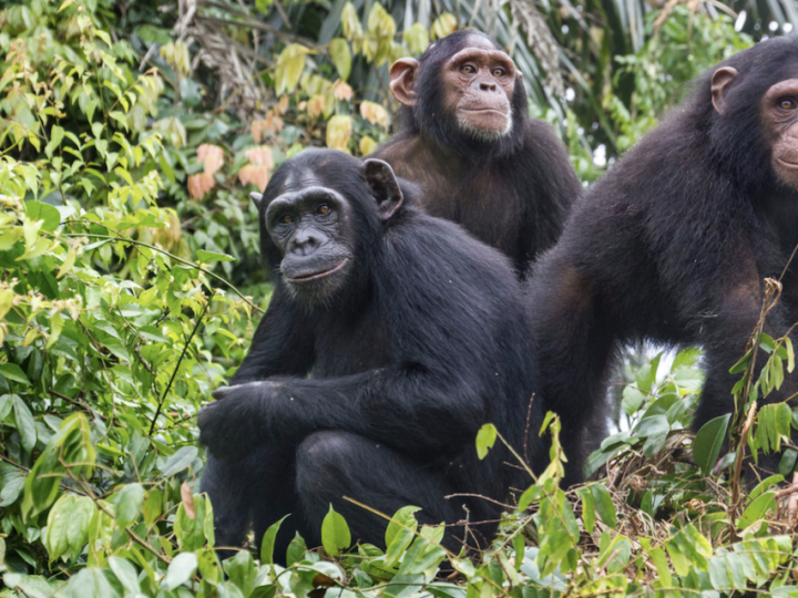 Selbstkontrolle bei Schimpansen-Teenagern