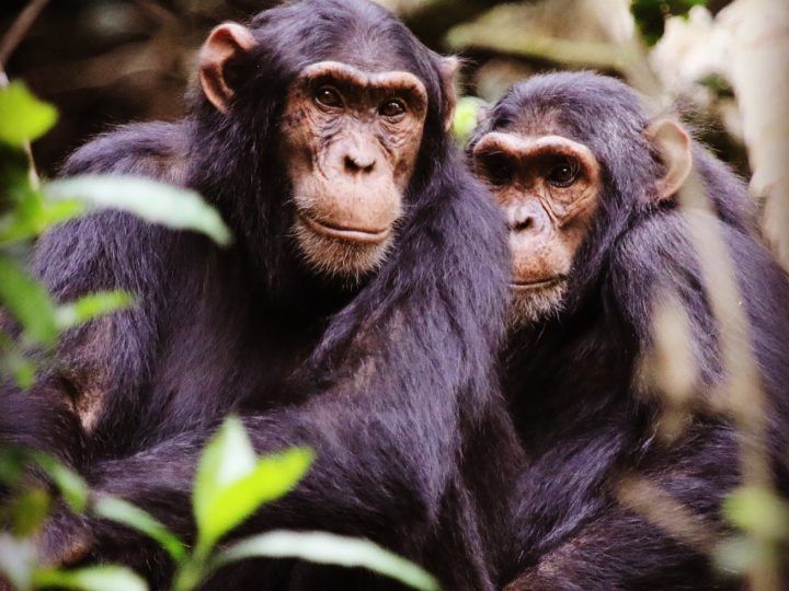 Einzigartige Schimpansen-Kultur im Bugoma-Wald?