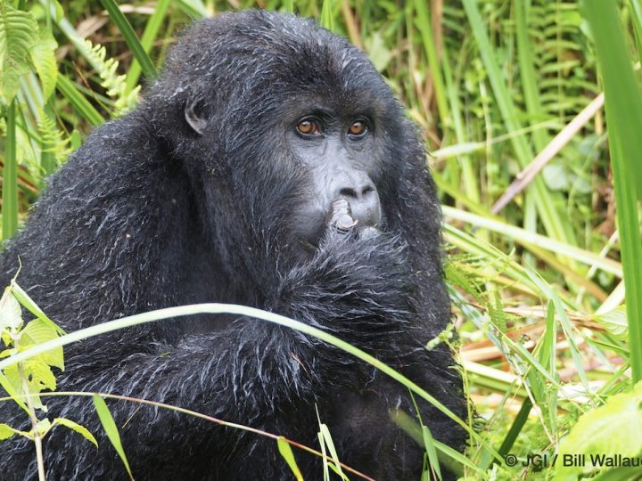 Soziale Beziehungen zwischen wilden Schimpansen und Gorillas