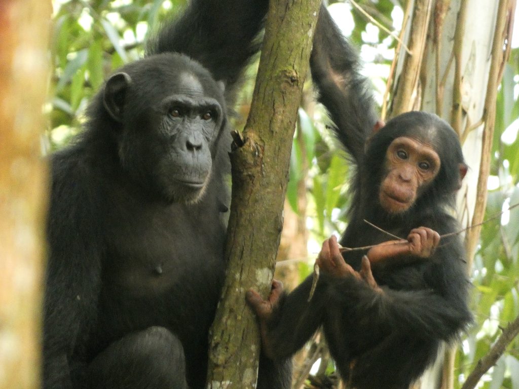 Schimpansen, Chimps, Menschenaffen 