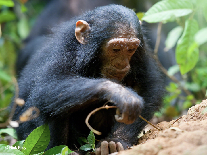 Zum Weltschimpansentag: 63 Jahre Schimpansen-Feldforschung
