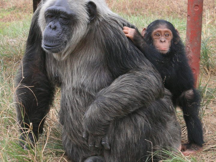 Menopause oder: Was genau tun alte Schimpansinnen?