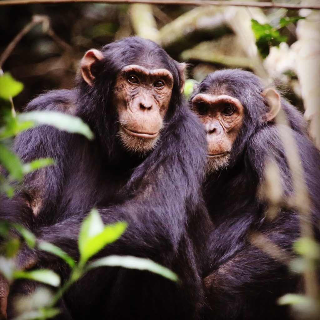 Two juvenile chimpanzees in a forest